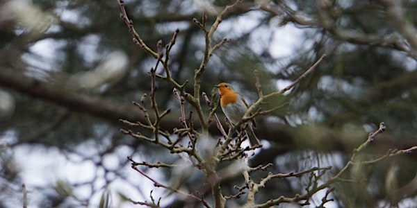RSPB Big Garden Bird Watch at Kingston Uni - Clay Hills Halls - treeline