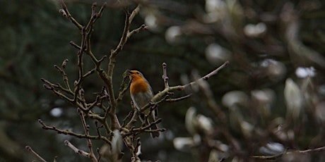 Image principale de RSPB Big Garden Bird Watch at Kingston Uni - Dorich House