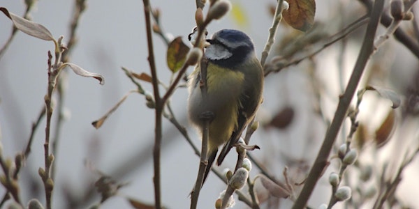 RSPB Big Garden Bird Watch at Kingston Uni - Kingston Hill Coombehurst pond