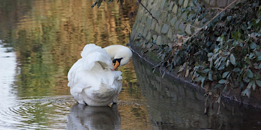 Hauptbild für RSPB Big Garden Bird Watch at Kingston Uni - Middle Mill