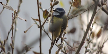 Image principale de RSPB Big Garden Bird Watch at Kingston Uni -  Town House, Penrhyn Rd