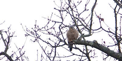Hauptbild für RSPB Big Garden Bird Watch at Kingston Uni - Roehampton Vale