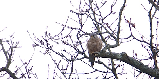 Image principale de RSPB Big Garden Bird Watch at Kingston Uni - Roehampton Vale