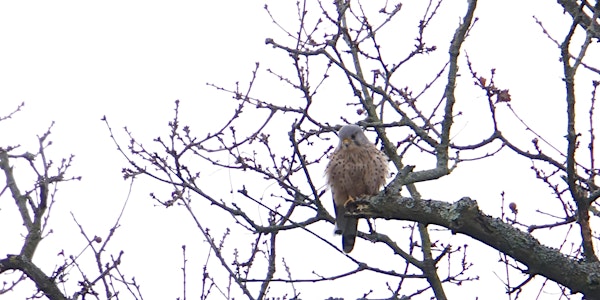 RSPB Big Garden Bird Watch at Kingston Uni - Roehampton Vale