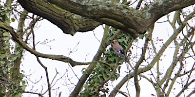 Hauptbild für RSPB Big Garden Bird Watch at Kingston Uni - Tolworth Court Sports Ground