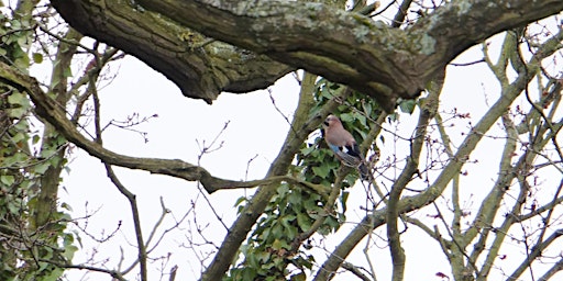 Immagine principale di RSPB Big Garden Bird Watch at Kingston Uni - Tolworth Court Sports Ground