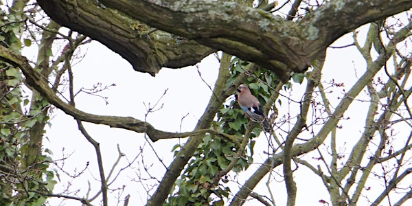 RSPB Big Garden Bird Watch at Kingston Uni - Tolworth Court Sports Ground