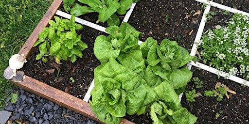 Primaire afbeelding van Regenerative/Foot by Foot Gardening Class 4/20