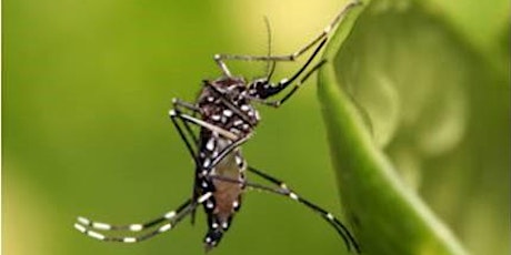 Image principale de Public Health Mosquito Control Review & Exam Session