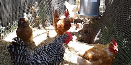 Chickens: Beyond the Basics primary image