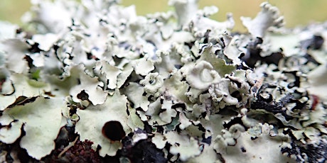 Introduction to Lichens - Killerton House Estate, Broadclyst, Exeter