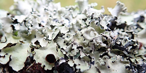 Introduction to Lichens - Killerton House Estate, Broadclyst, Exeter primary image
