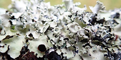 Introduction to Lichens - RHS Rosemoor, Torrington, Devon primary image