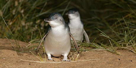 Phillip Island Penguin Express **Scape Swanston Residents Only primary image