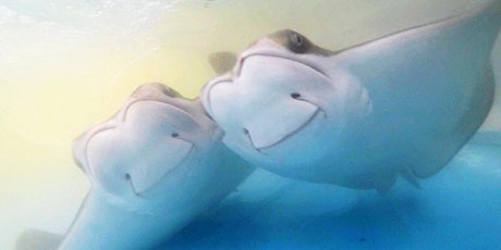 Primaire afbeelding van Earth Optimism Webinar: The Mysterious Migrations of Cownose Rays