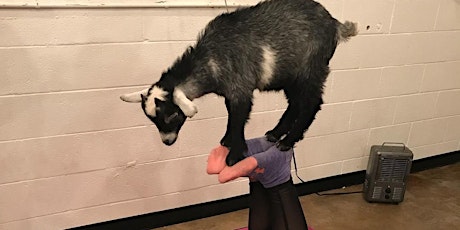 Indoor Grounding with Goats by Shenanigoats- Nashville 1:30pm