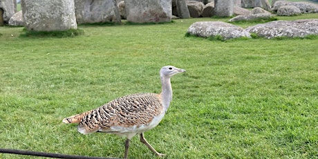 Great Bustard Group Online Talk primary image