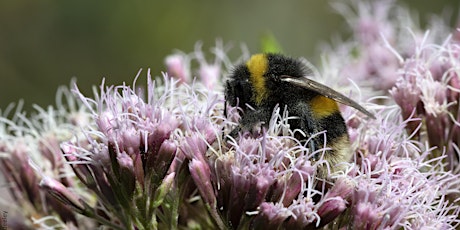 Primaire afbeelding van Pollinator Tutorial