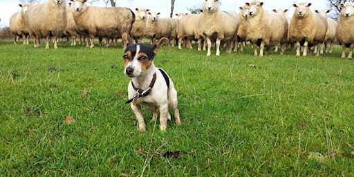 Imagem principal do evento Copy of Sheep Proof your Dog in Ashdown Forest