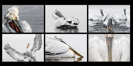 Wildlife Photography with Tracey Lund