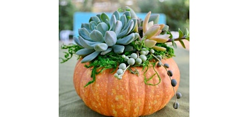 Succulent Pumpkin Class primary image