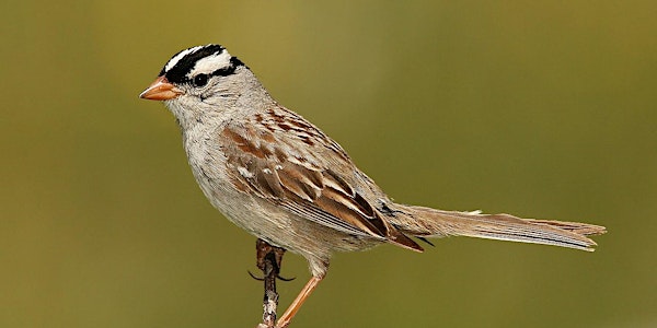 2024 Birding- An Introduction to Ornithology