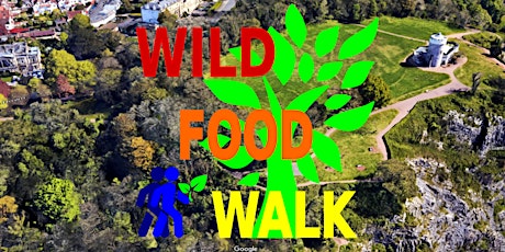 March Avon Gorge (Bristol) Wild Food Foraging/ Forager Walk.