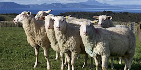 Sheep & Goat Milk Workshop -Southland primary image