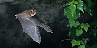 Primaire afbeelding van An Evening with Bats at Muscliff Park