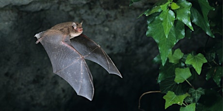 An Evening with Bats at Mudeford Woods