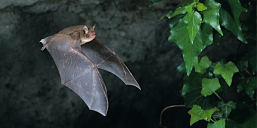 Imagem principal de An Evening with Bats at Mudeford Woods