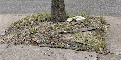 Street Tree Care w/ Clean Bushwick Initiative primary image