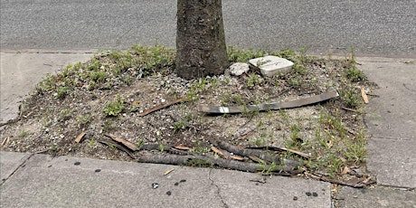 Street Tree Care w/ Clean Bushwick Initiative