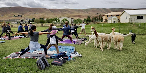 Yoga with Alpacas primary image