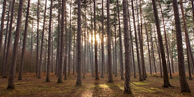 Imagem principal de Group/School Visits to Black Park - 2024