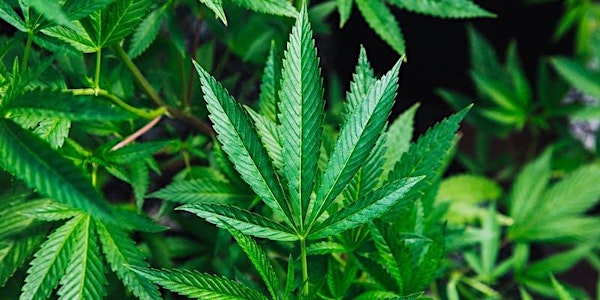 Let's Talk Cannabis