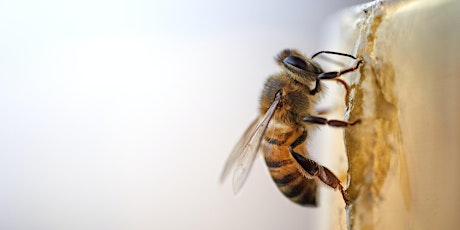 Primaire afbeelding van Meet your bees