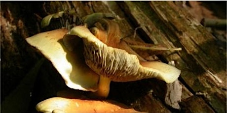 Fungi stroll along the River Crane