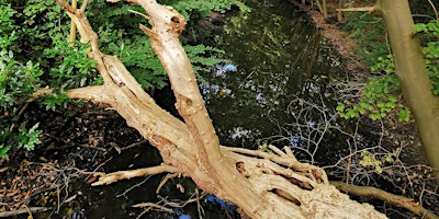 Imagen principal de Bosbaden / Shinrin-Yoku / Forest Bathing - Natuurpark Wolfslaar, Breda