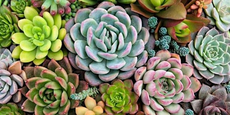 Simply Succulents primary image
