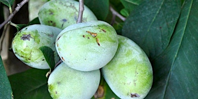 Nature Tots: PawPaws! primary image