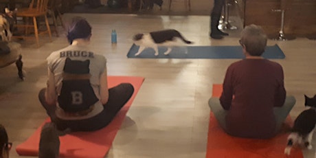 Cours de yoga chat - tous niveaux primary image