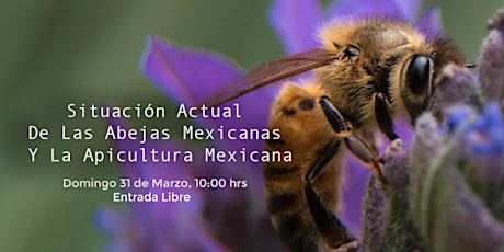 Imagen principal de Charla: Situación Actual De Las Abejas Mexicanas Y La Apicultura Mexicana