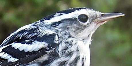 Fall Warbler Identification Workshop - Migration Matters primary image