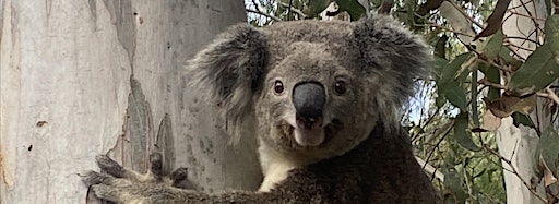 Samlingsbild för Discover koalas in the wild