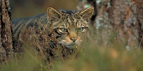 Saving Scotland's Wildcats (Online Live Stream)  primärbild