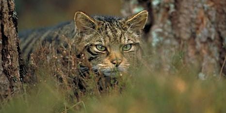 Primaire afbeelding van Saving Scotland's Wildcats (Online Live Stream)
