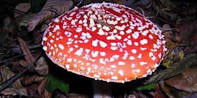Highgate Wood Fungi ID Walk