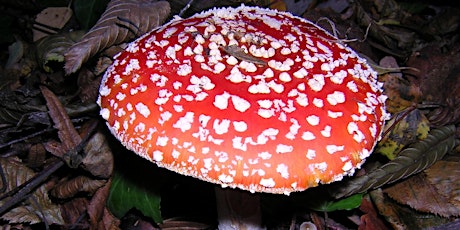 Highgate Wood Fungi ID Walk primary image