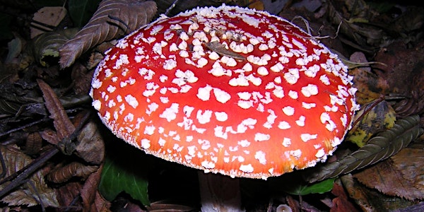 Highgate Wood Fungi ID Walk
